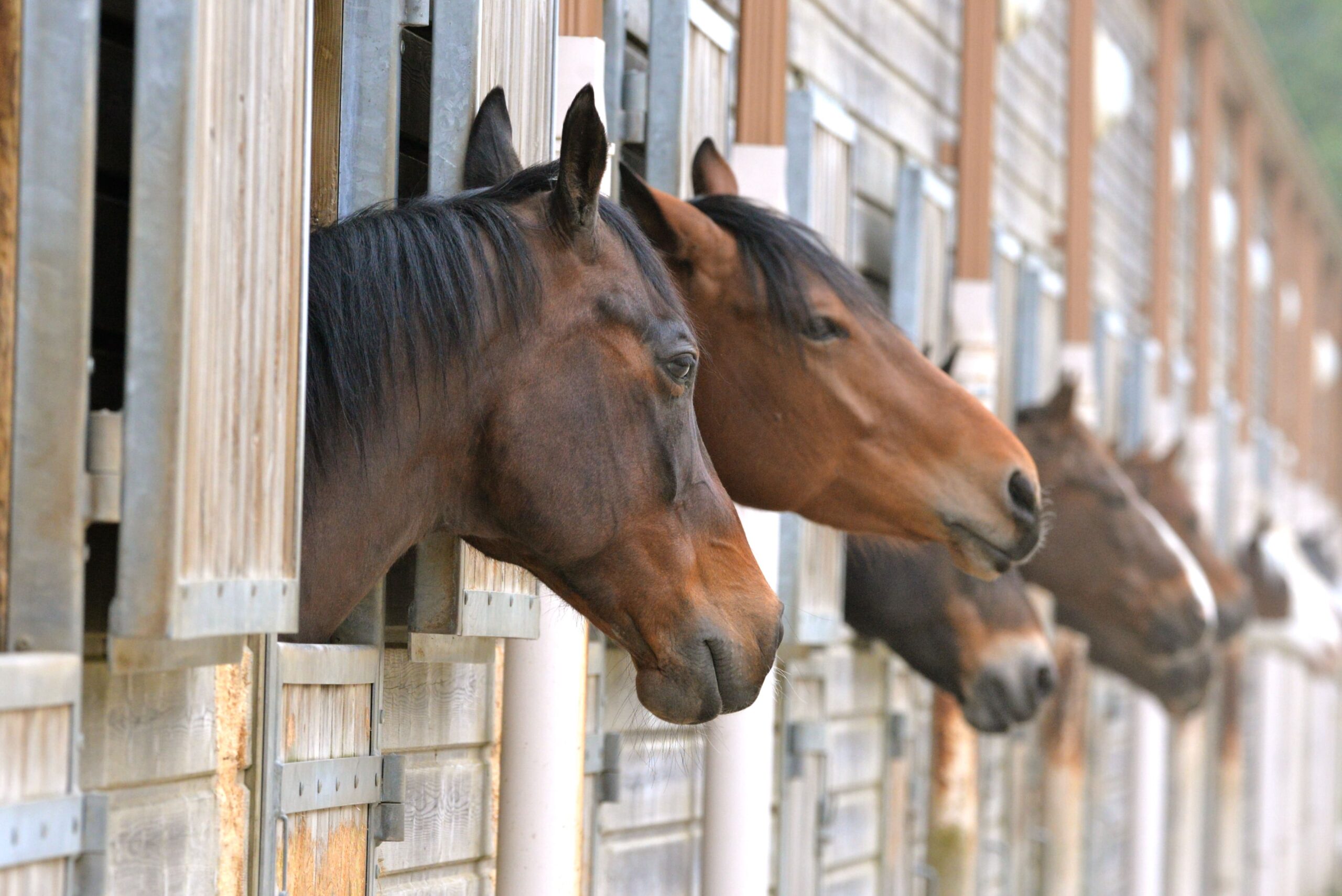 centre-equestre