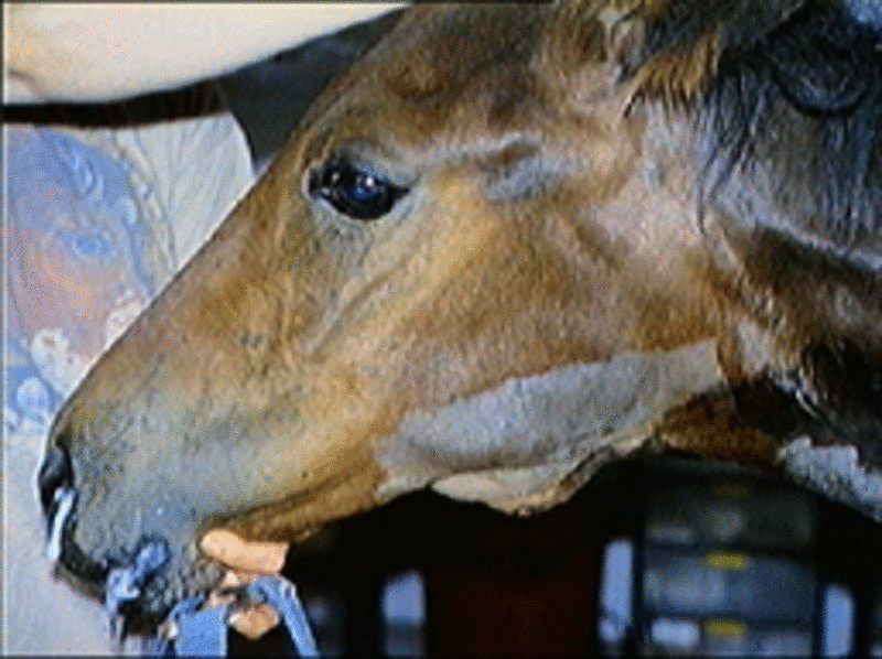 cheval-en-phase-suppurative-gourme