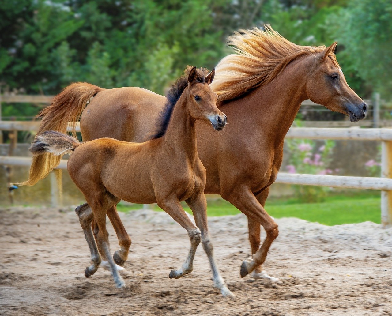 cheval
