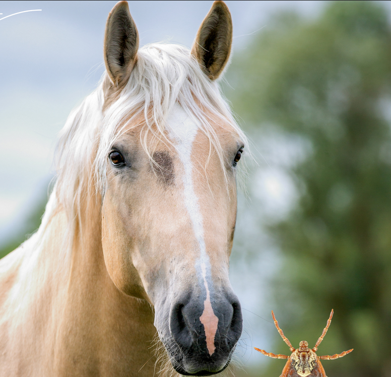 ÉTUDE DE CAS : MALADIE PIRO - LIKE EQUINE