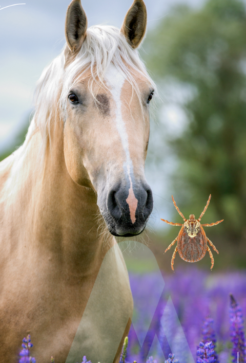 OPTIMIZING DIAGNOSIS AND FOLLOW-UP OF PARASITIC INFECTIONS IN A MIXED VETERINARY CLINIC