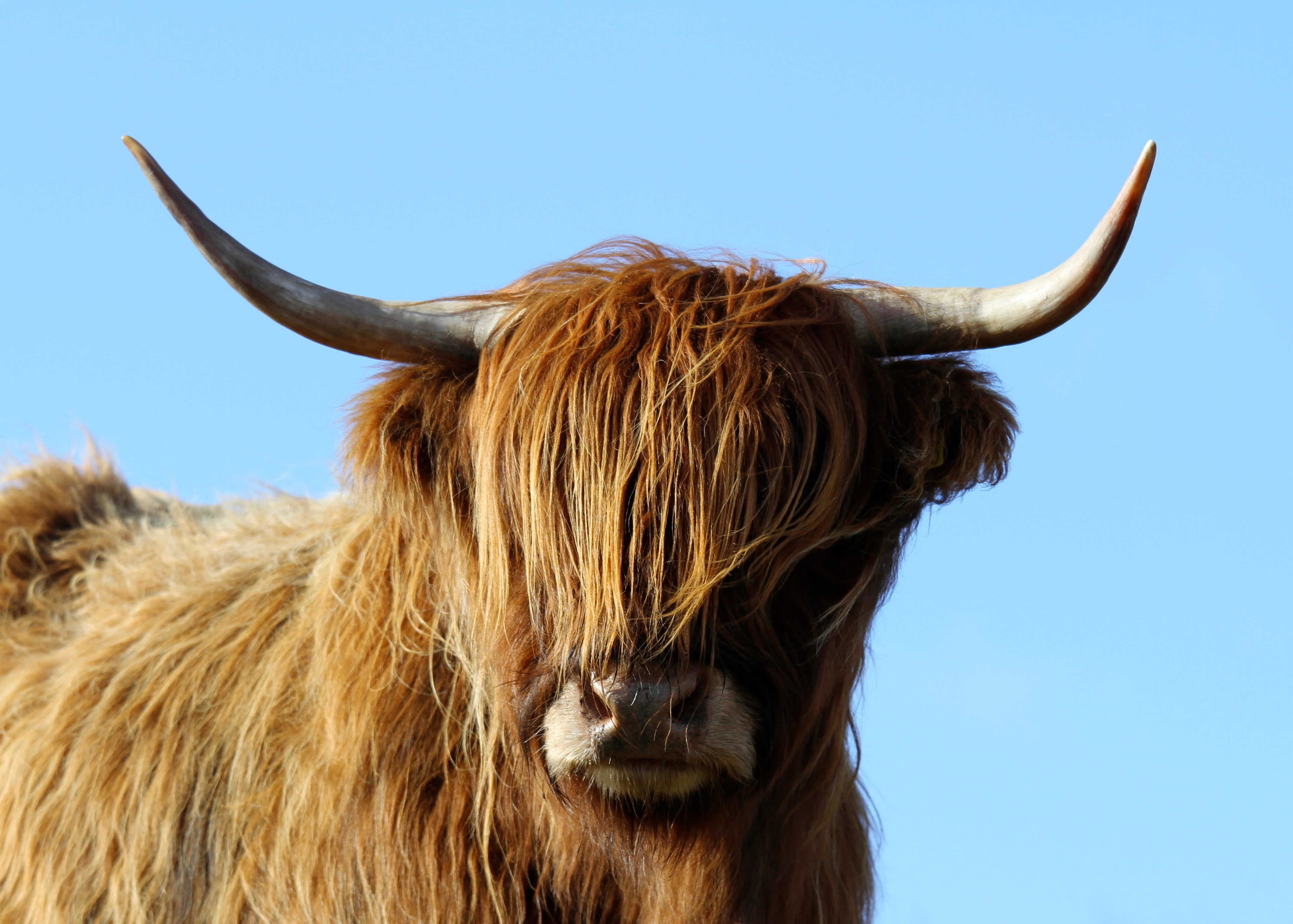 Highland cow - BRSV - Enalees