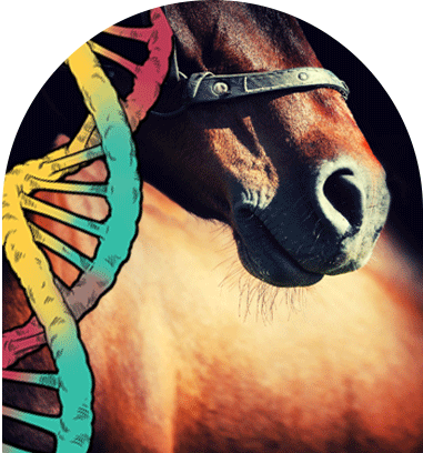 Image Introduction Enalees