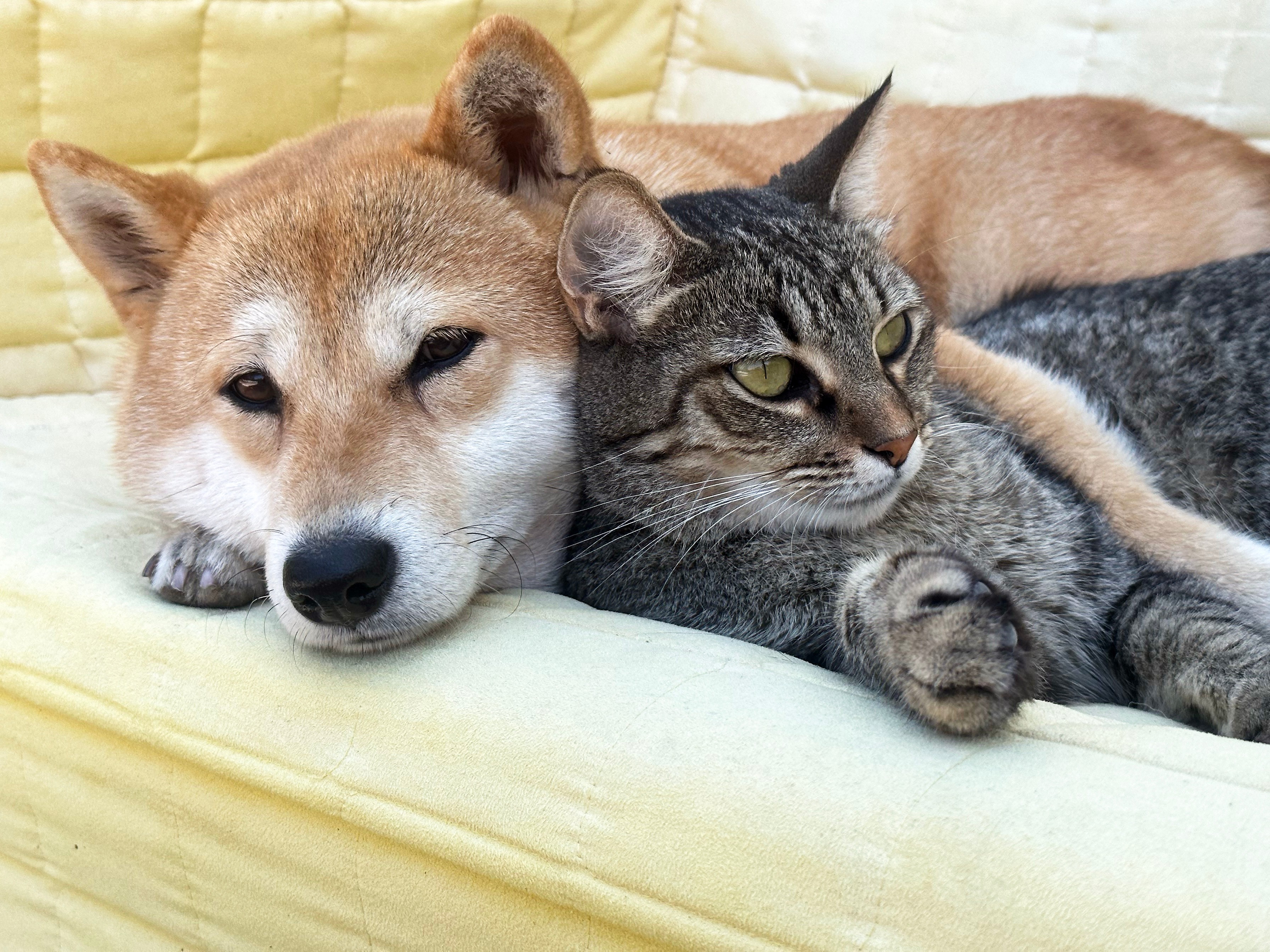 Astéria Parvovirus Blood