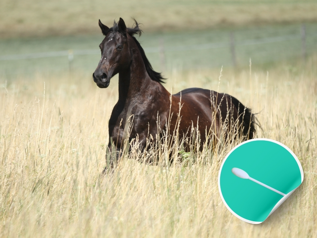 Epona EHV-2 ENP