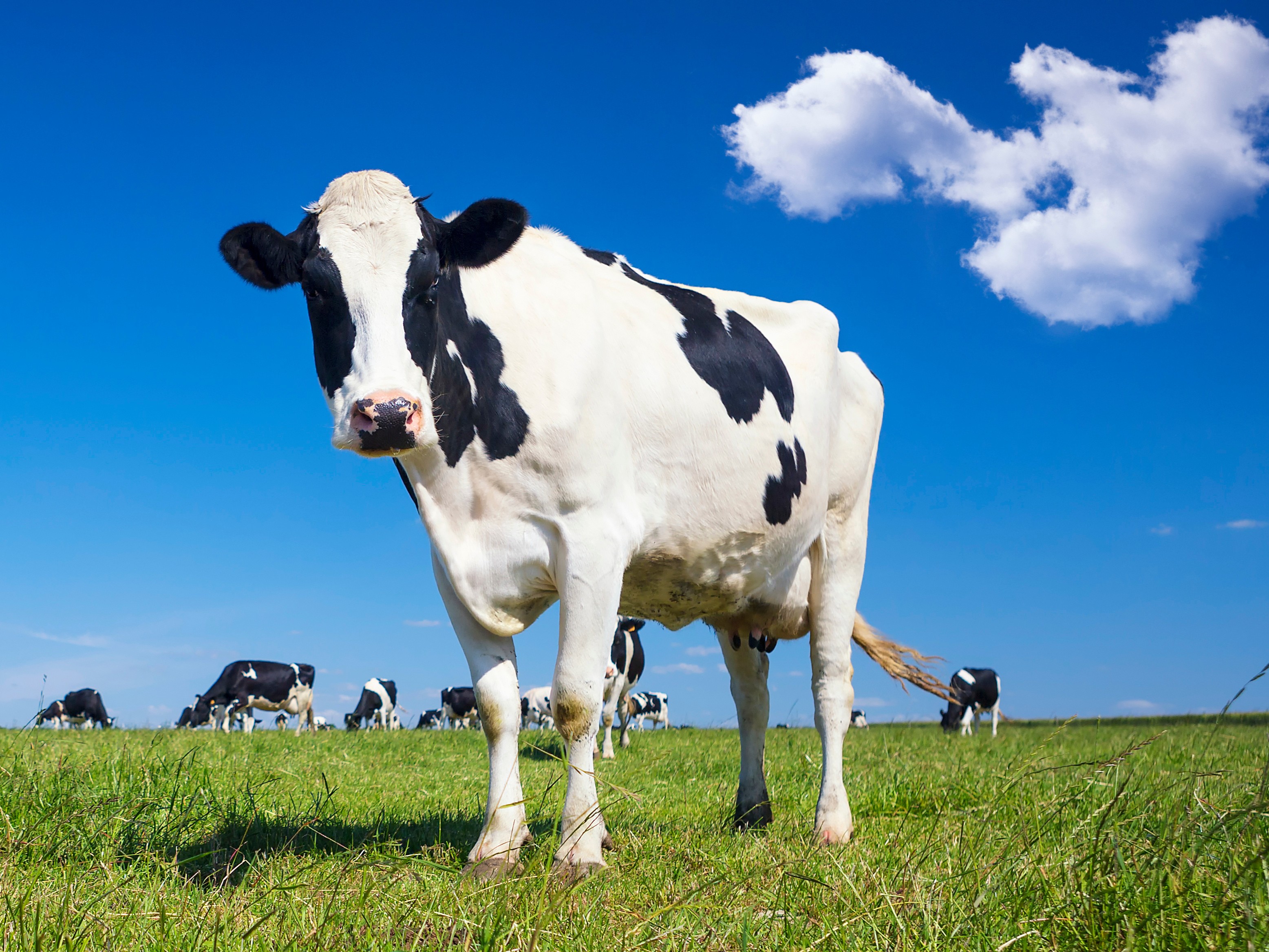 Rhéa Anaplasma spp, Anaplasma phagocytophilum, Anaplasma marginale