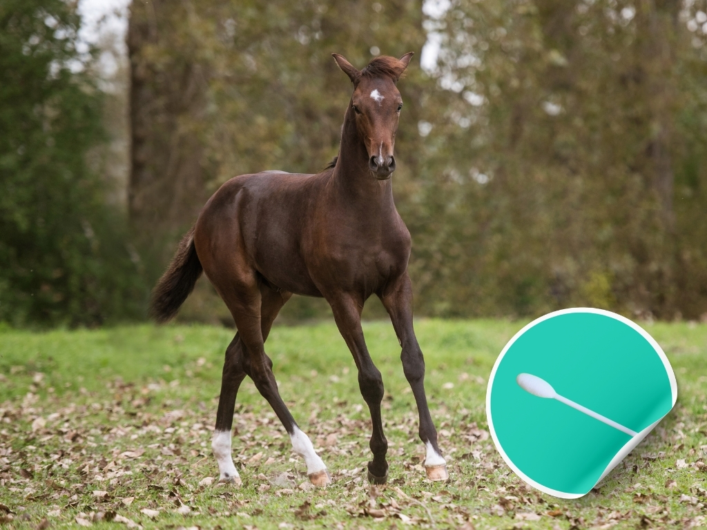Epona EHV-5 ENP