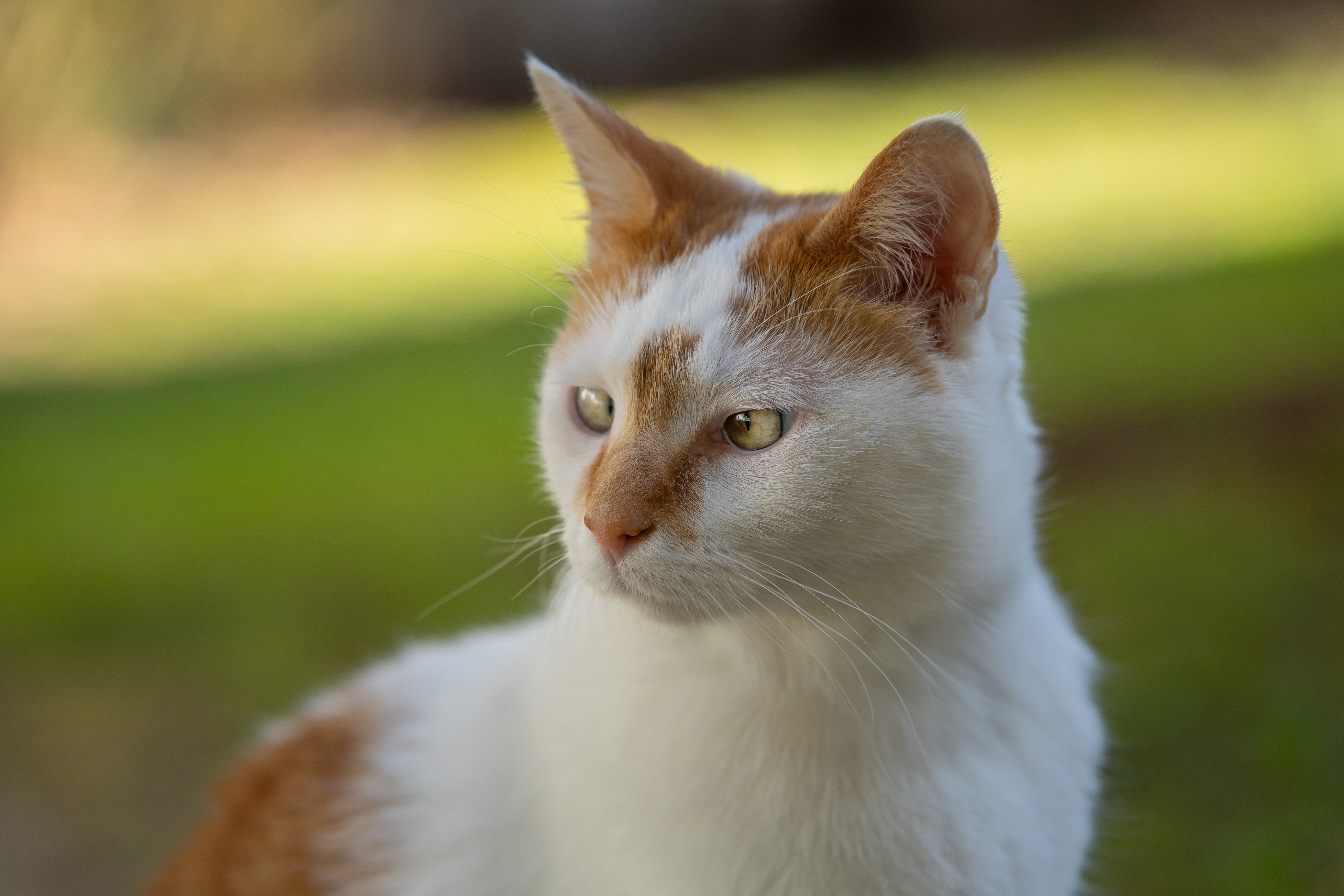 Astéria Kit Découverte 2