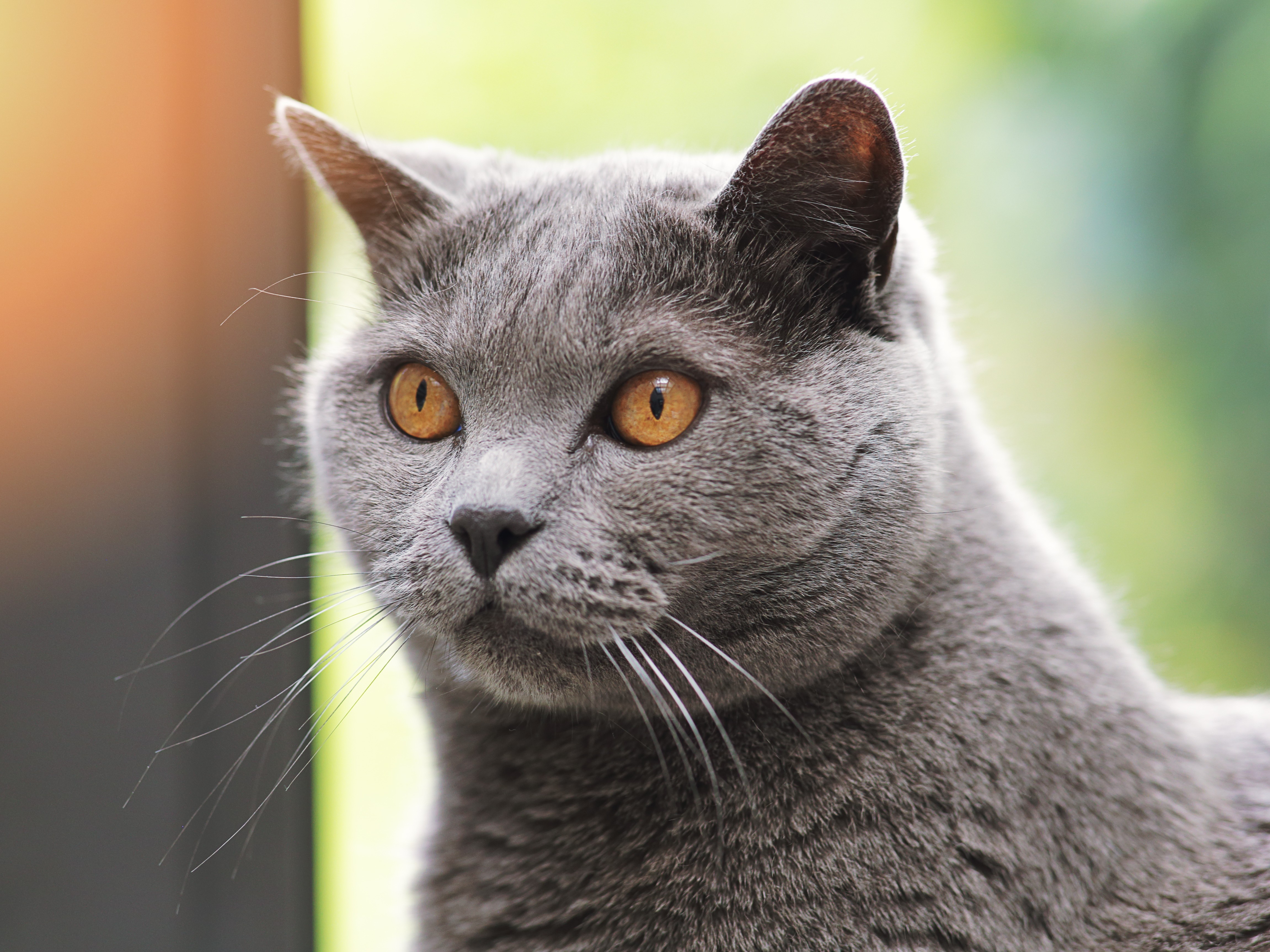 Astéria Haemobartonellosis