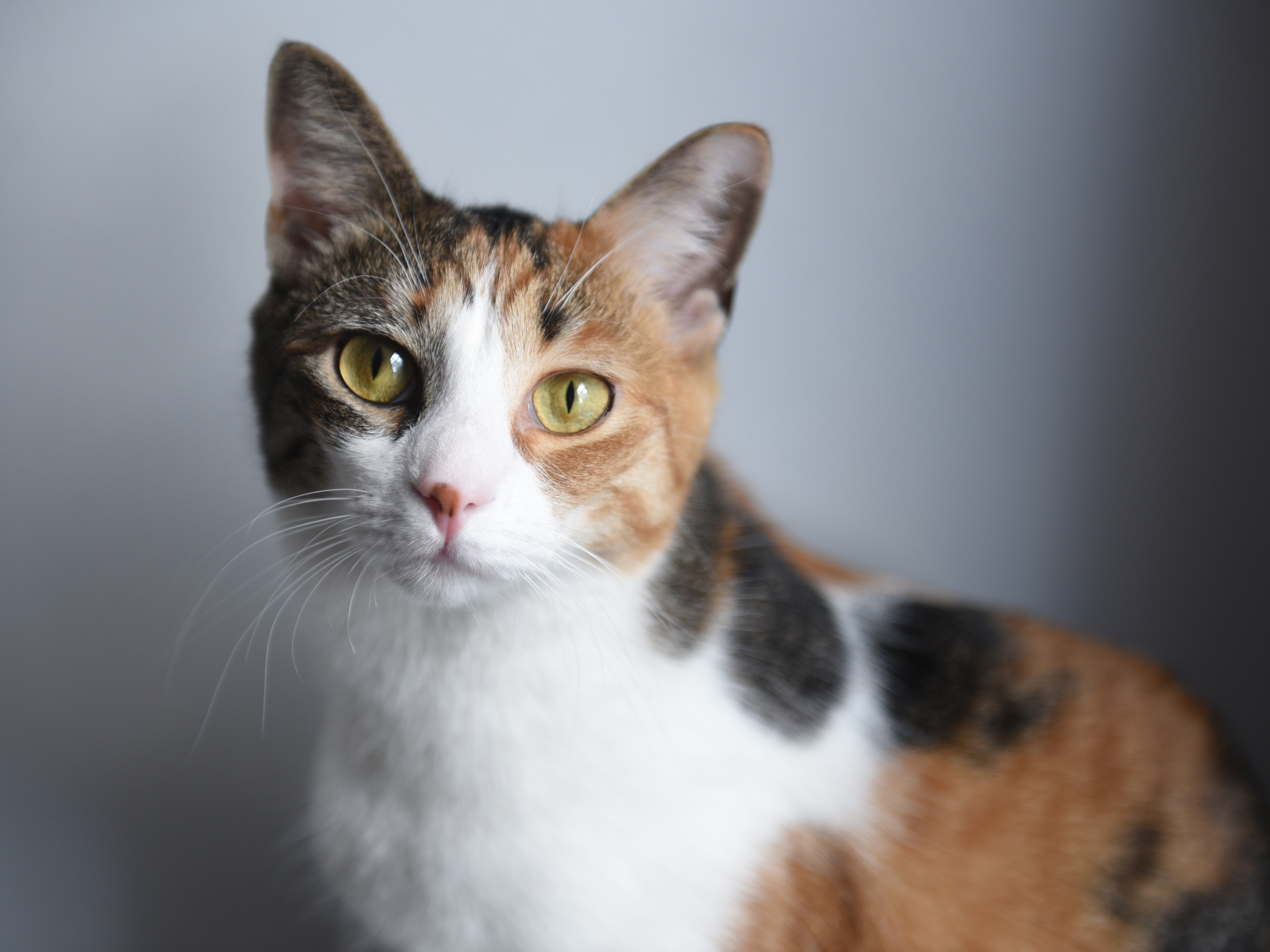 Astéria Feline Herpes virus