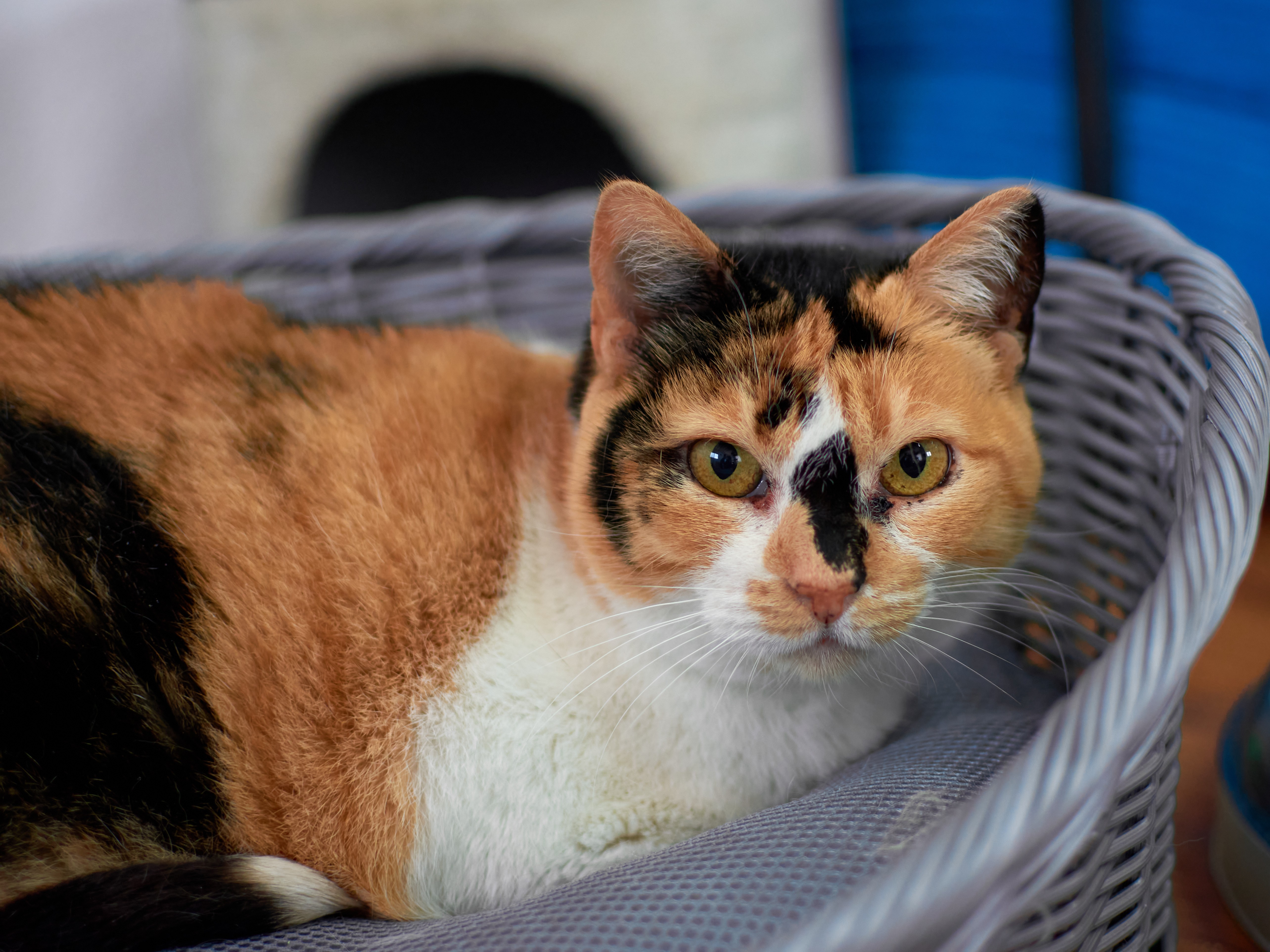 Astéria Herpes, Calicivirus, Chlamydia felis