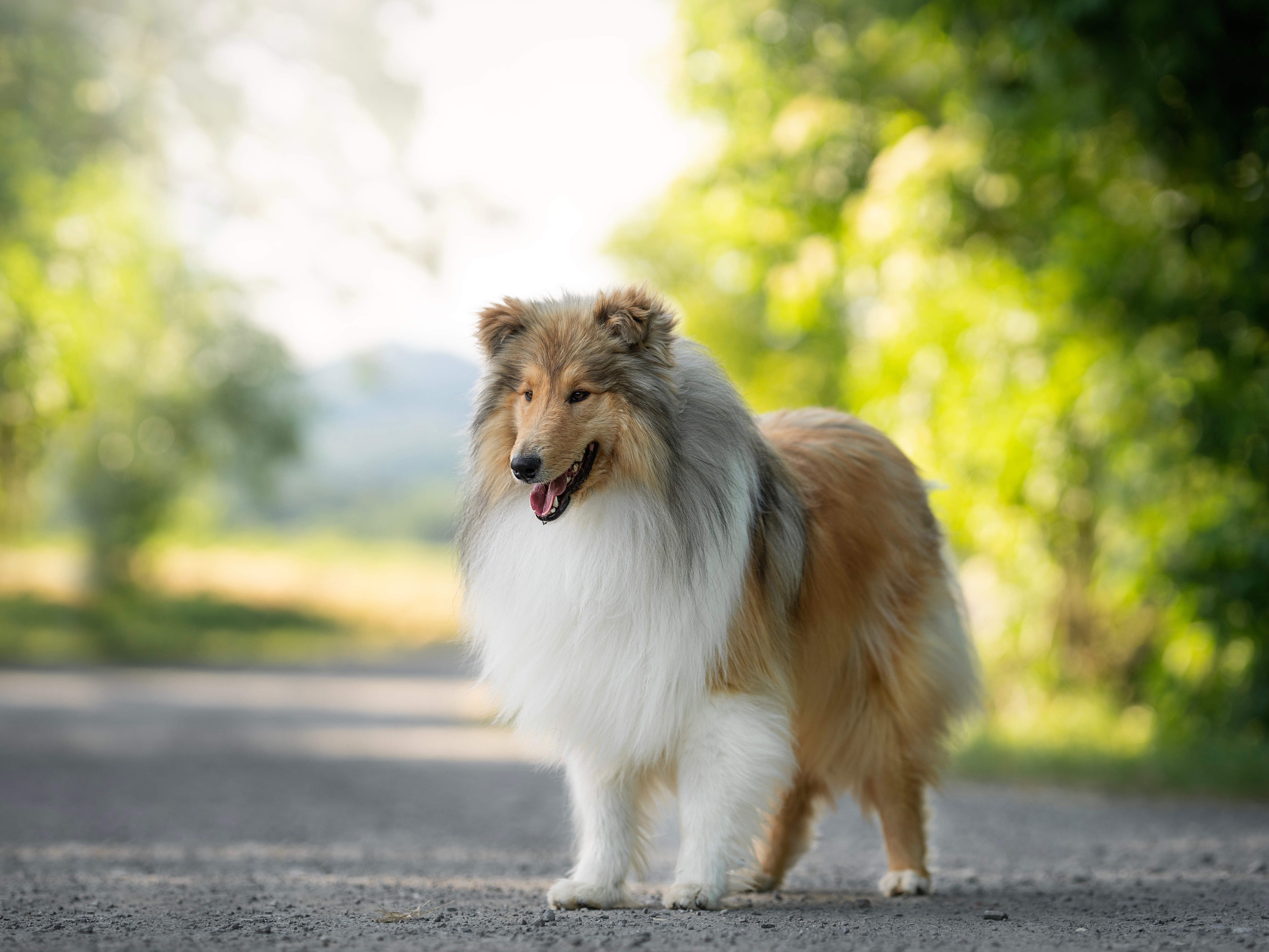 Astéria Babesia, Anaplasma, Borrelia, Leptospira