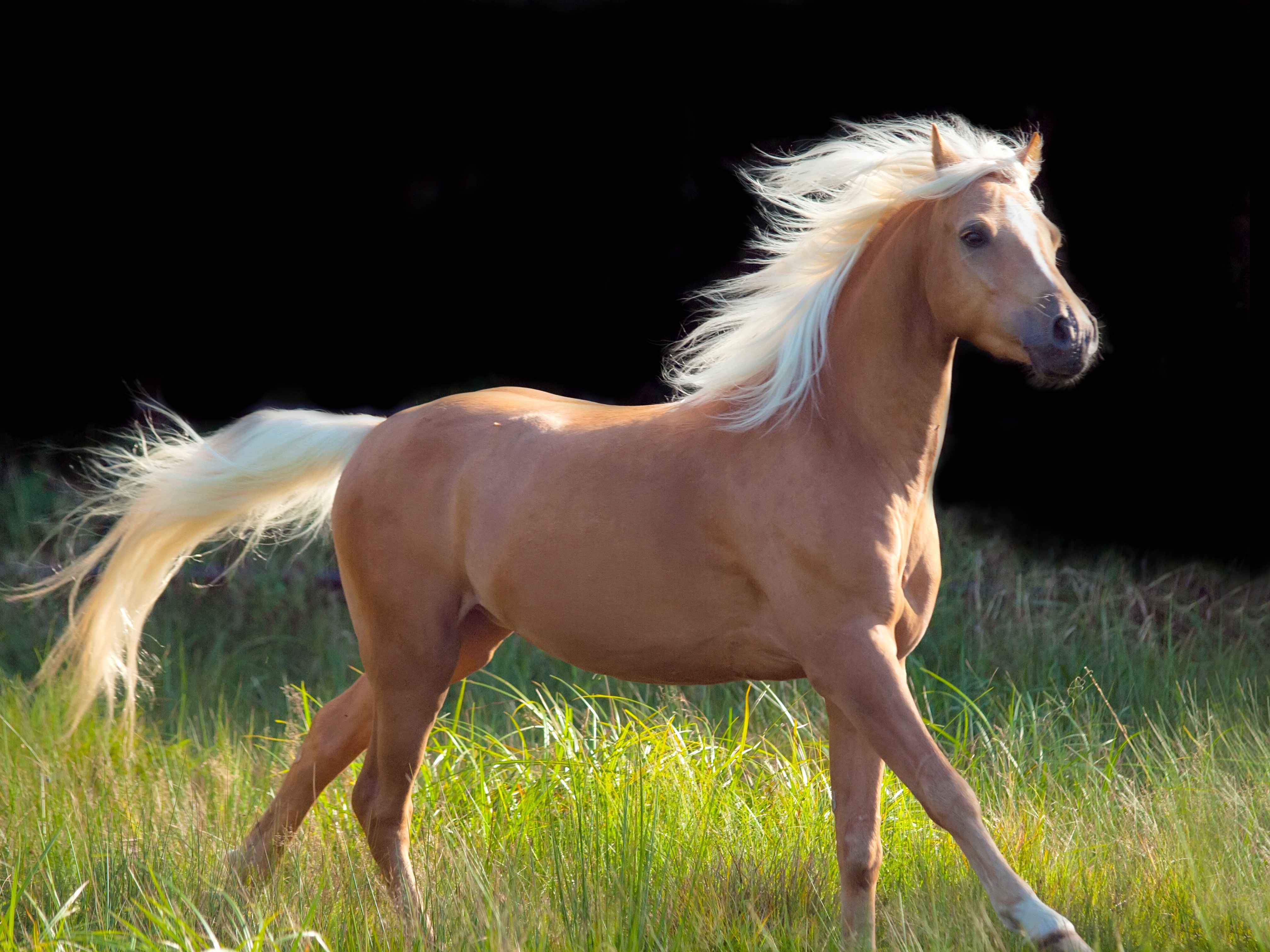 Epona Theileria