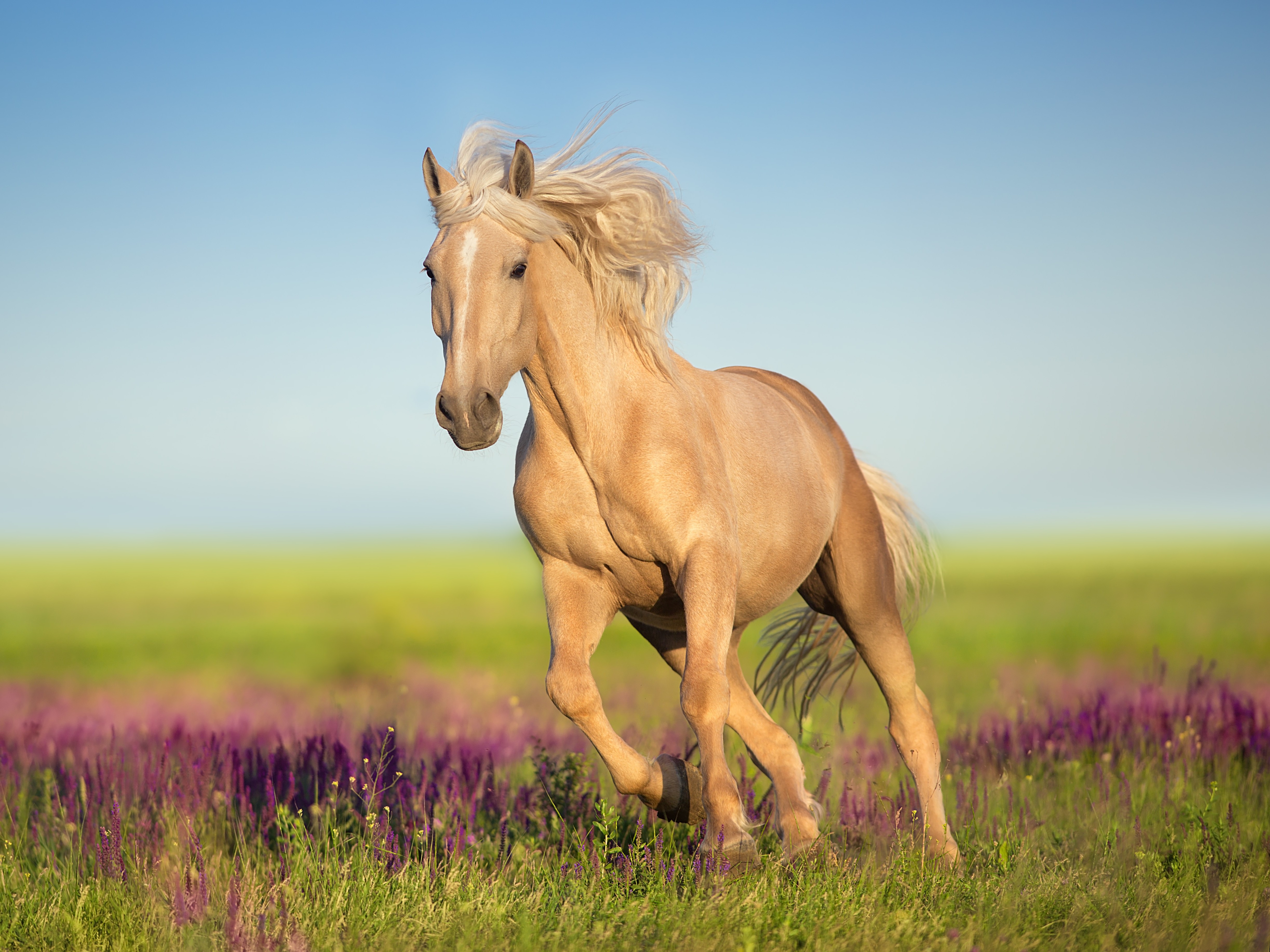 Epona Theileria, Babesia