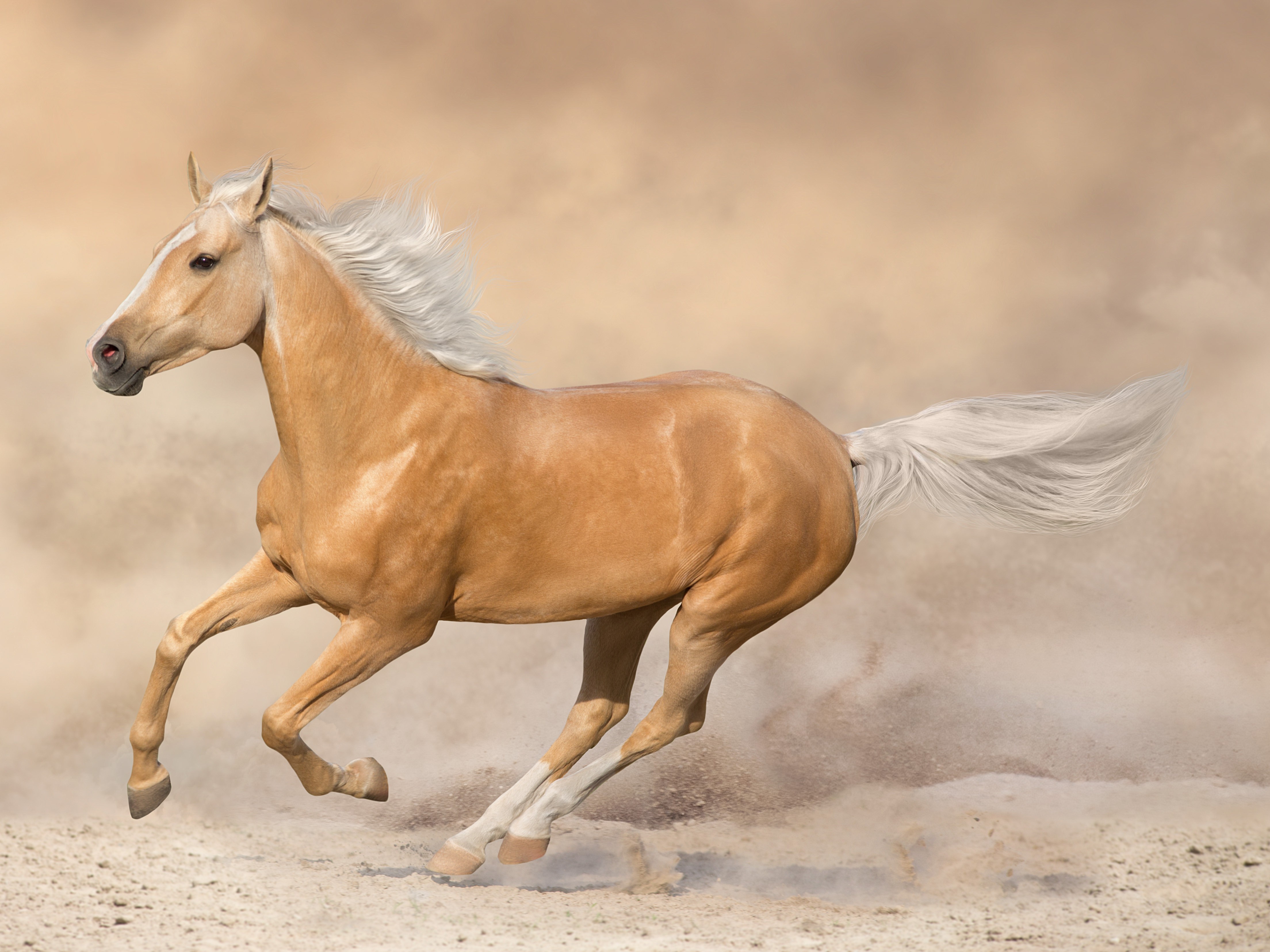 Epona Theileria, Babesia, Anaplasma