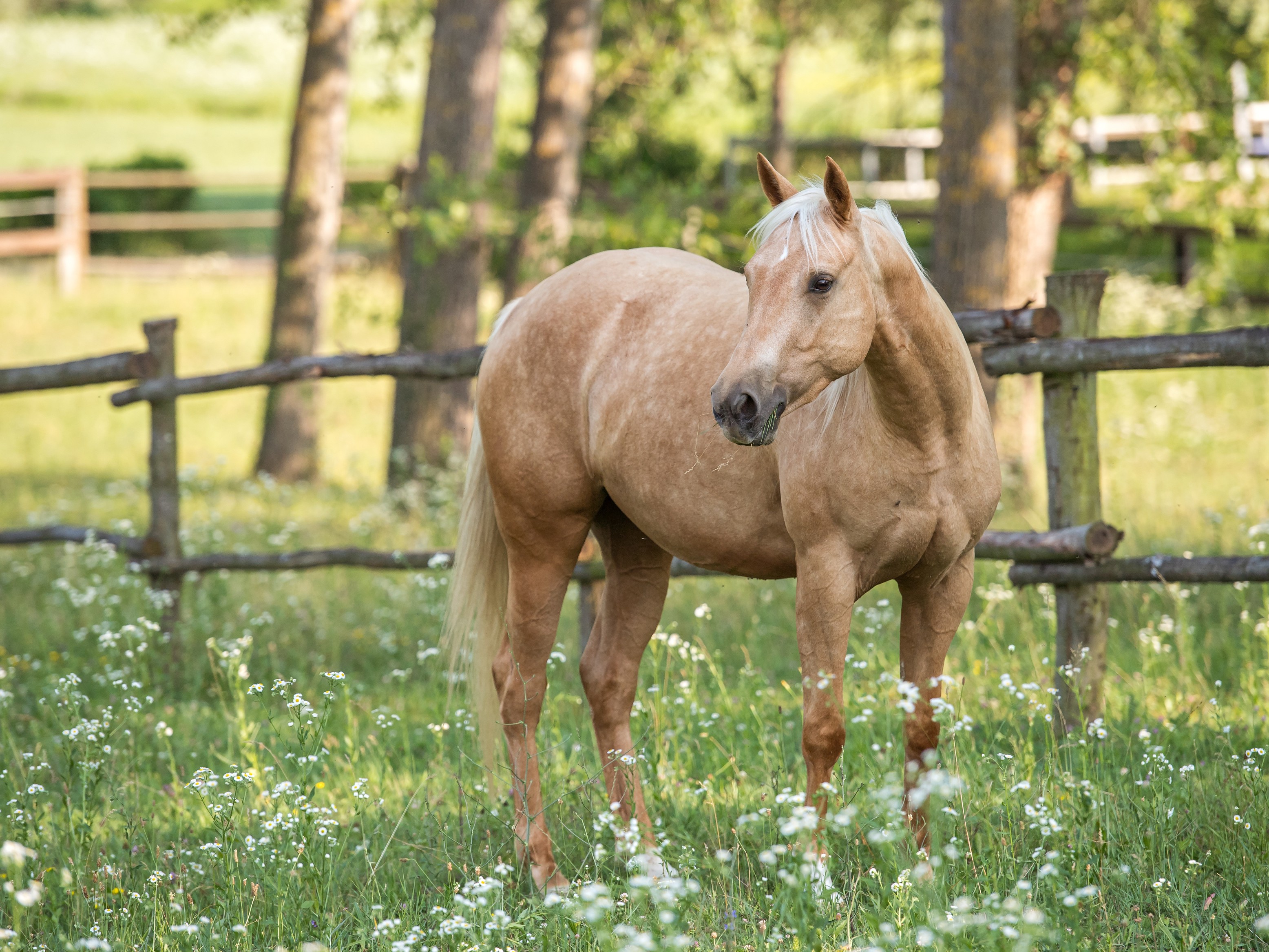Epona Theileria, Babesia, Anaplasma, Leptospira, Borrelia