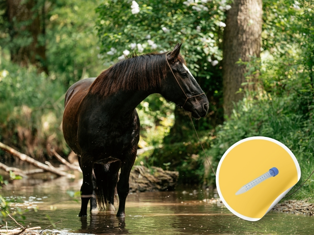 Epona EHV-1, EHV-2, EHV-4, EHV-5, EIV, Streptococcus equi Lavage