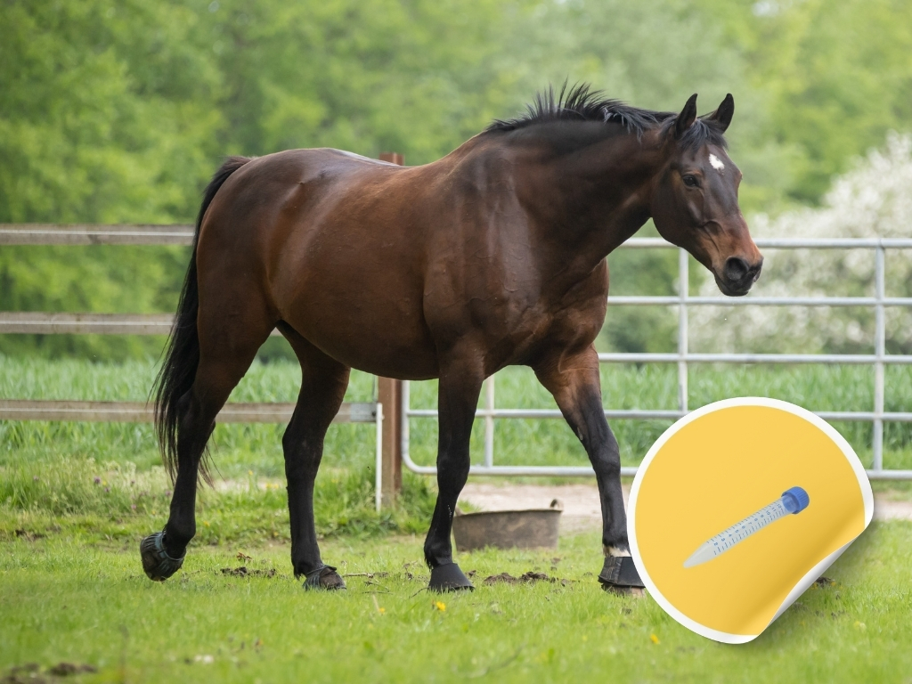 Epona EHV-1, EHV-4, Influenza équine Lavage