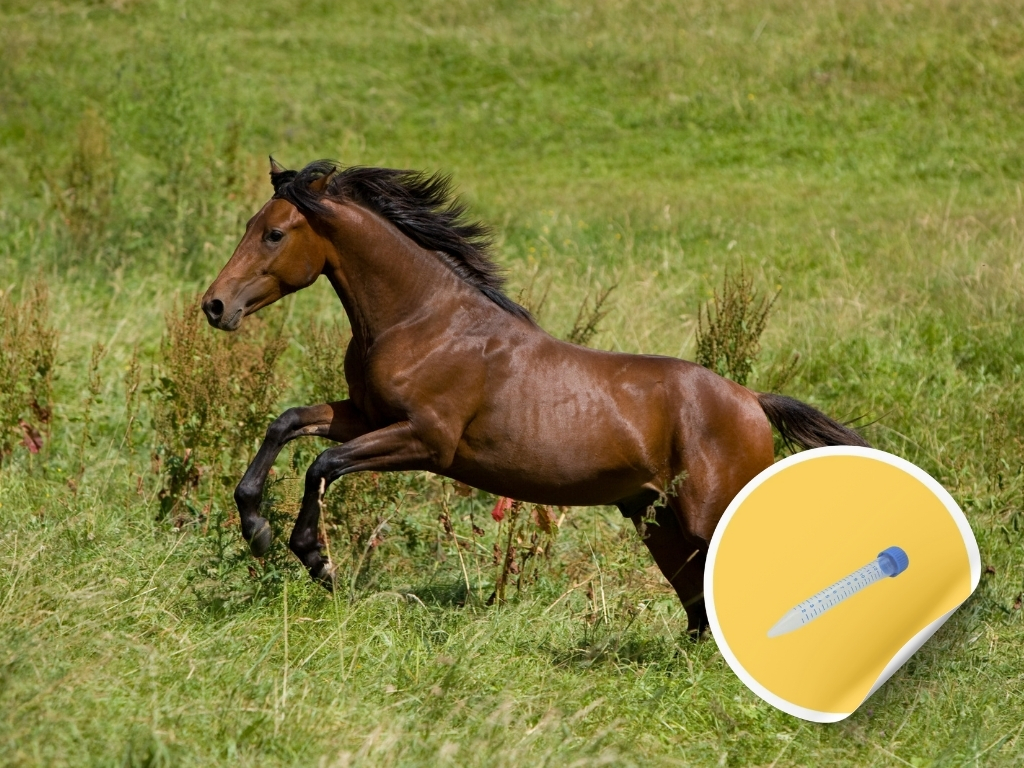 Epona Influenza équine Lavage