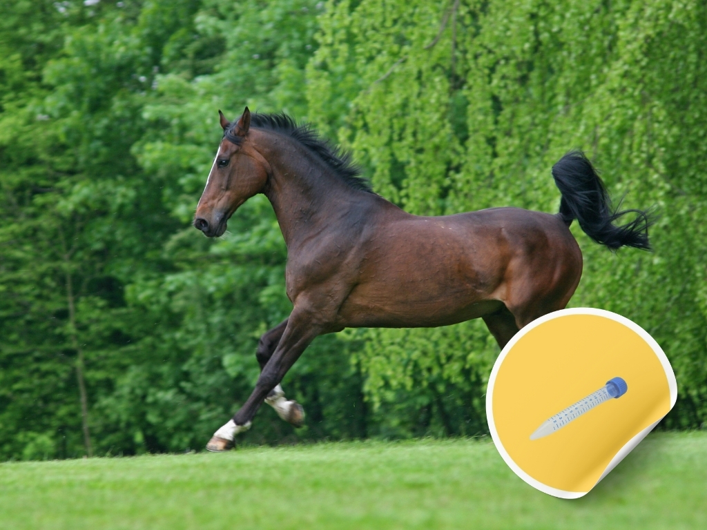 Epona Streptococcus zooepidemicus Lavage