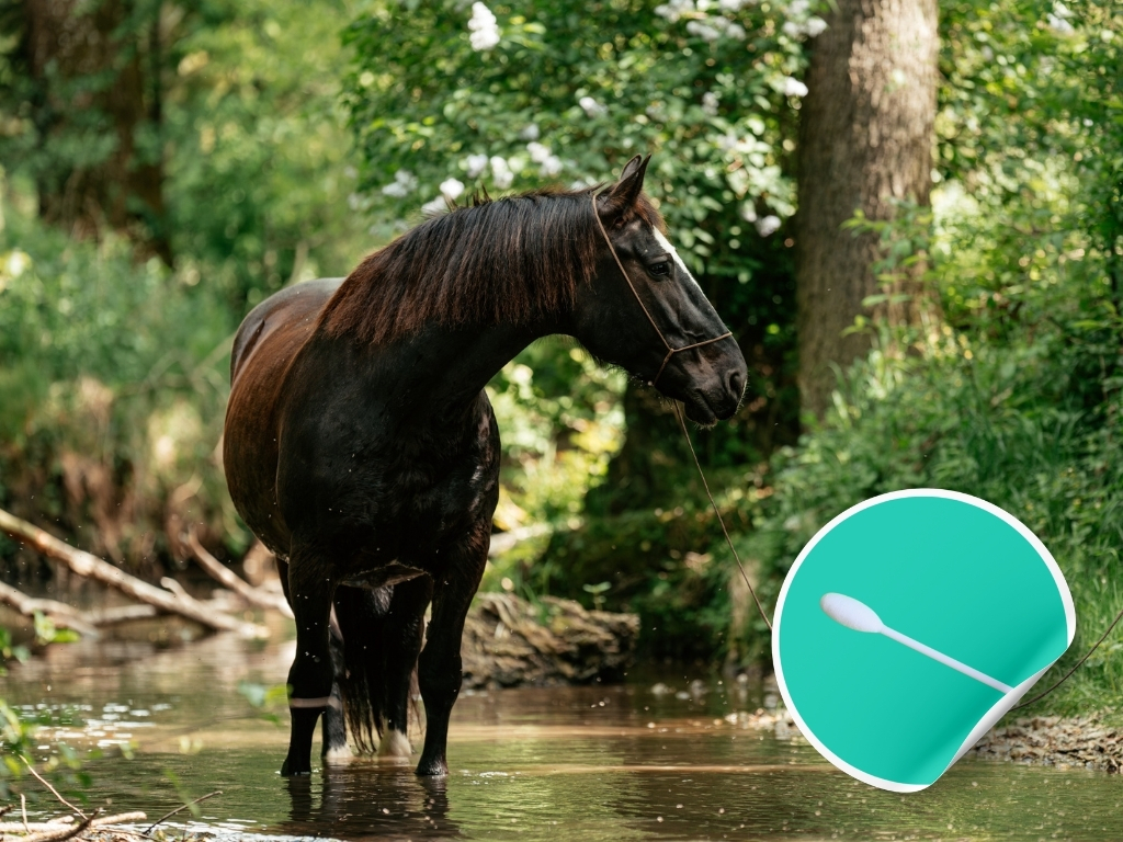 Epona EHV-1, EHV-2, EHV-4, EHV-5, EIV, Streptococcus equi, Streptococcus zooepidemicus ENP