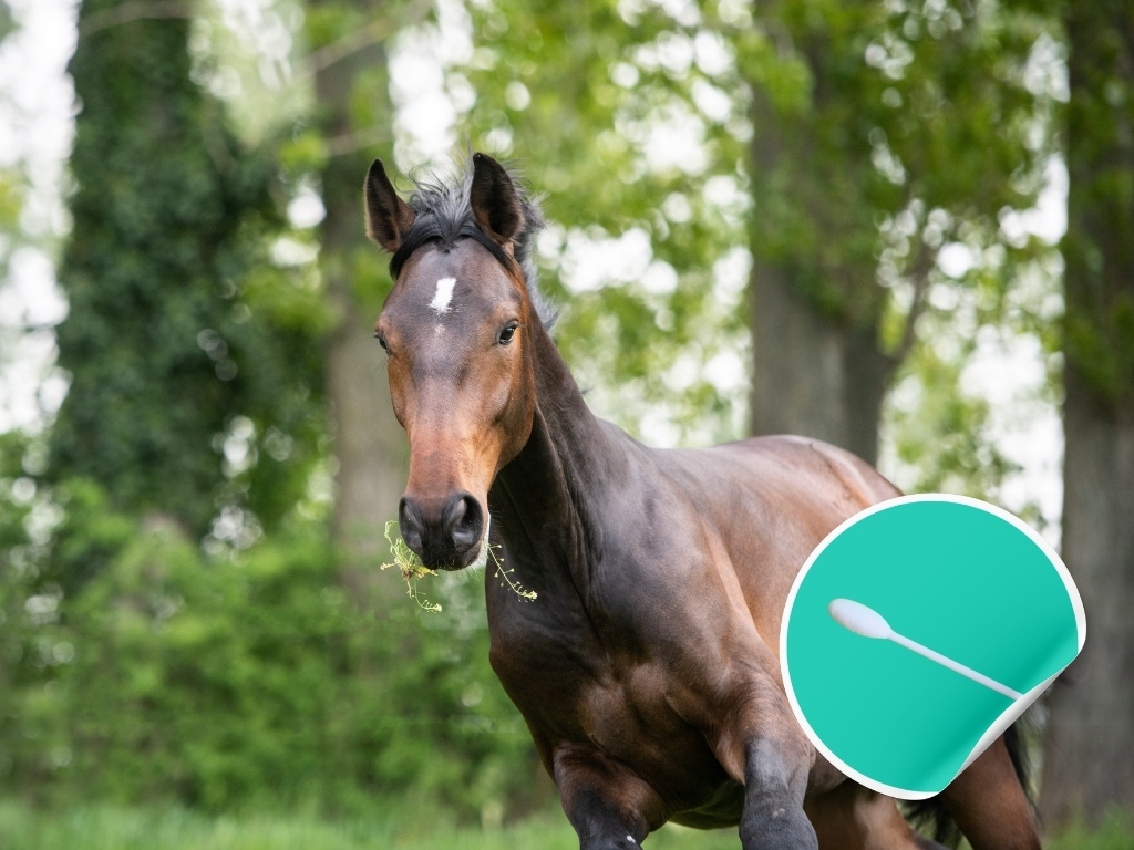 Epona  EHV-1, EHV-4 ENP