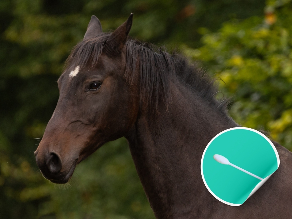 Epona EHV-1, EHV-4, EIV, Streptococcus equi ENP